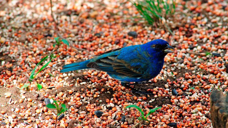 Male indigo bunting eating seed in the garden