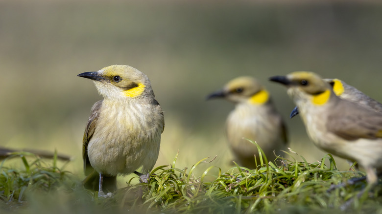 Great tit birds eating on a bird feeder