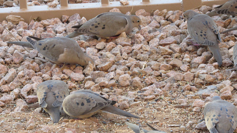 Mourning doves eating from the gravel in the garden