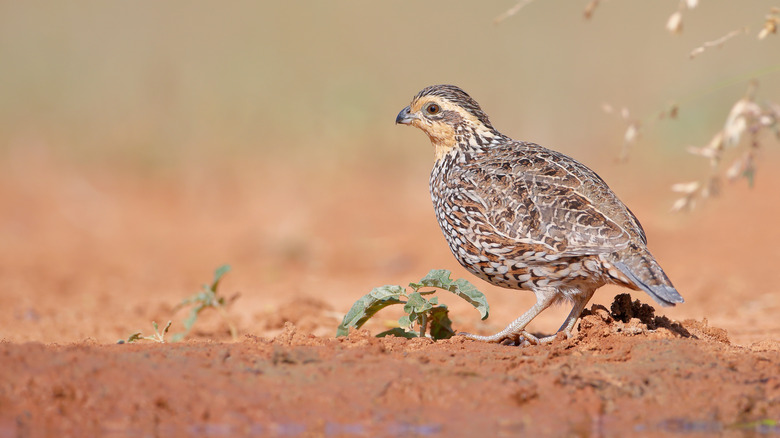 Northern bobwhite on ground on sand