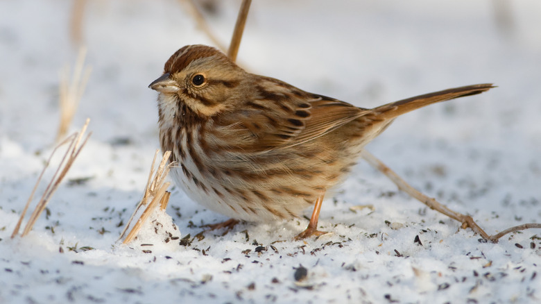 Song sparrow feeding on the ground in the yard