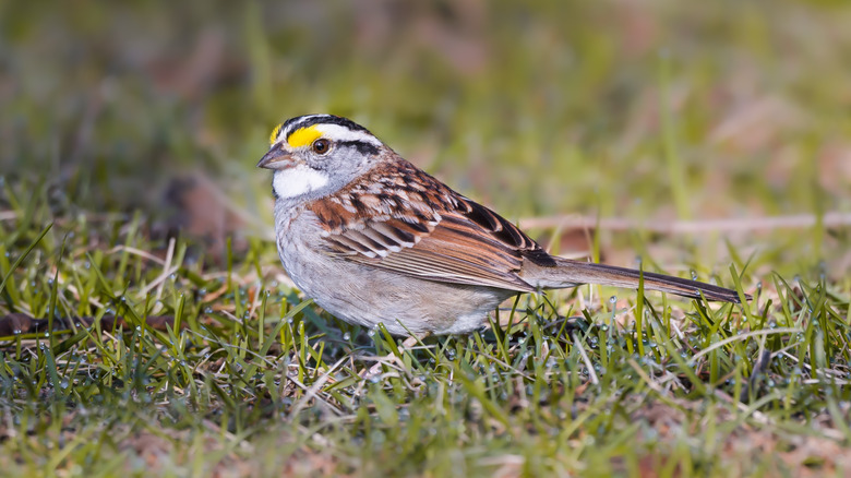 White-throated sparrow foraging on the ground