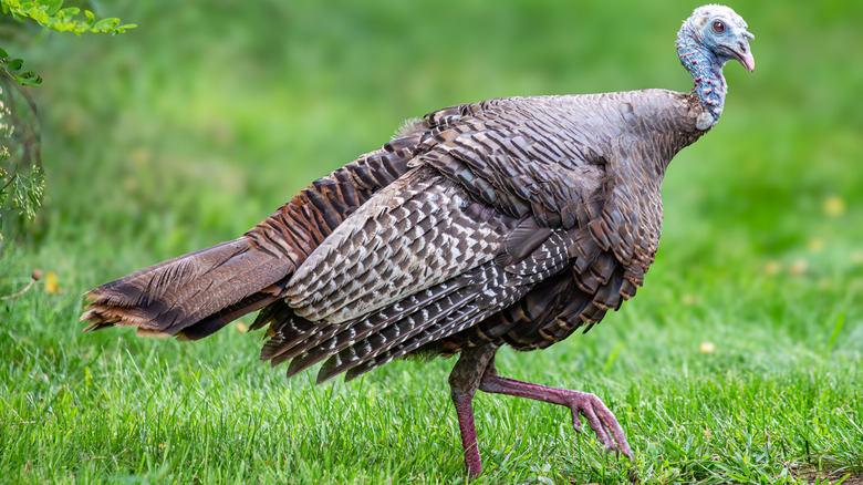 Wild turkey wandering in the garden