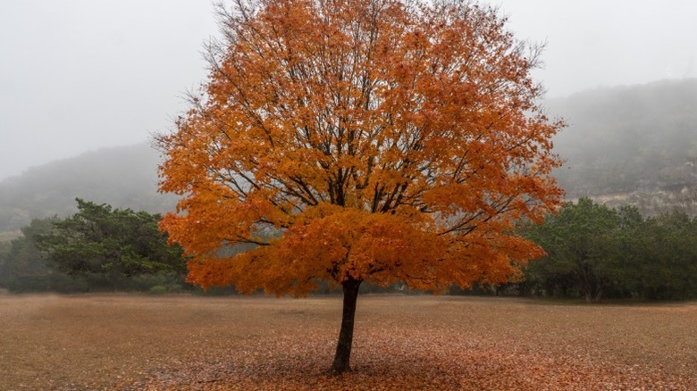 A bigtooth maple with bright orange leaves