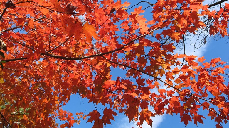 Autumn canopy of the chalk maple tree