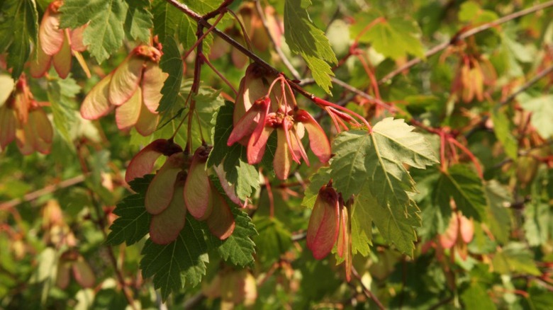 The seeds and leaves of a Douglas maple
