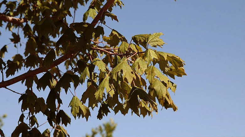 A branch of a Florida maple