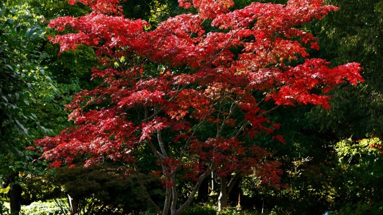 A bold full moon maple growing in shade