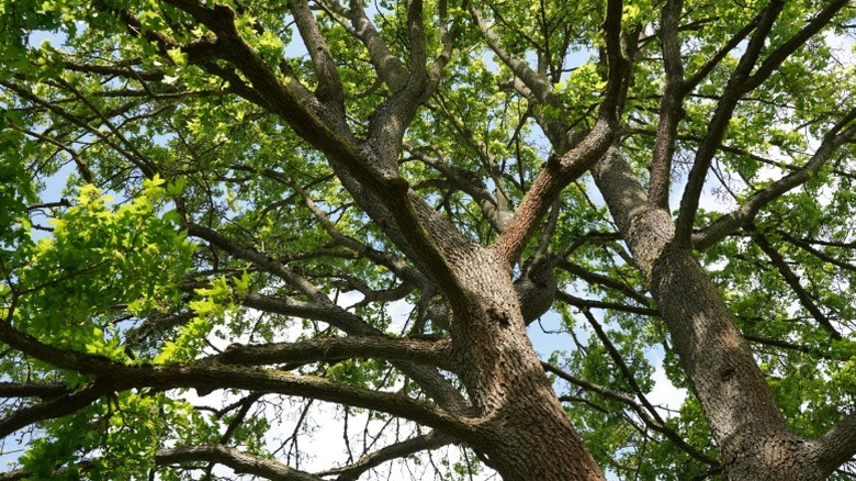 The underside of a hedge maple canopy