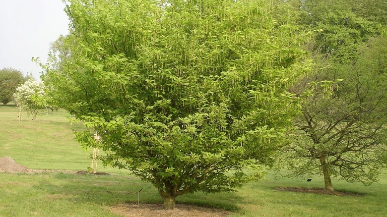 Hornbeam maple tree in the landscape