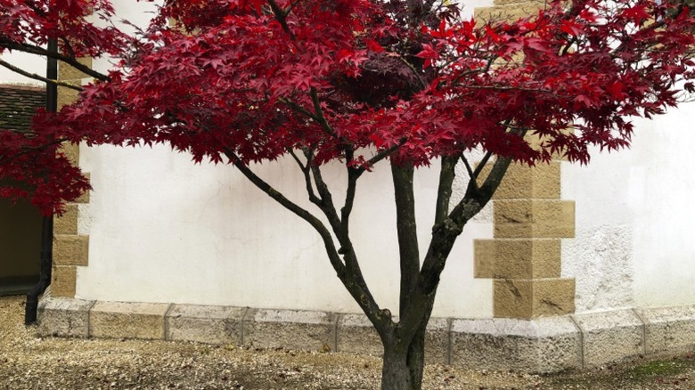 A small Japanese maple tree near a structure