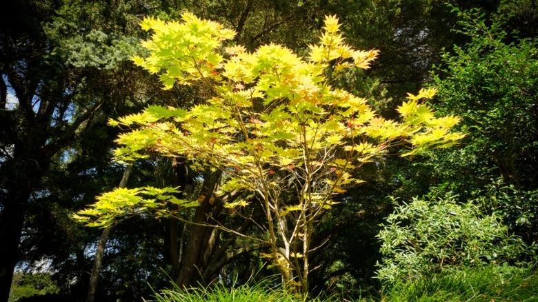 A Korean maple tree growing around other trees