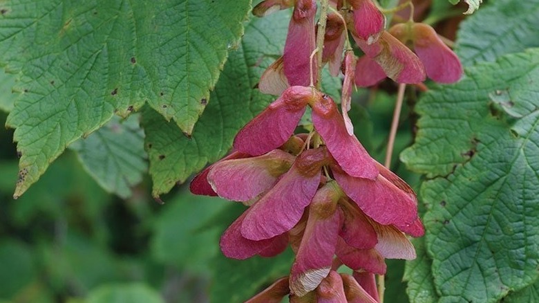Close up of mountain maple tree