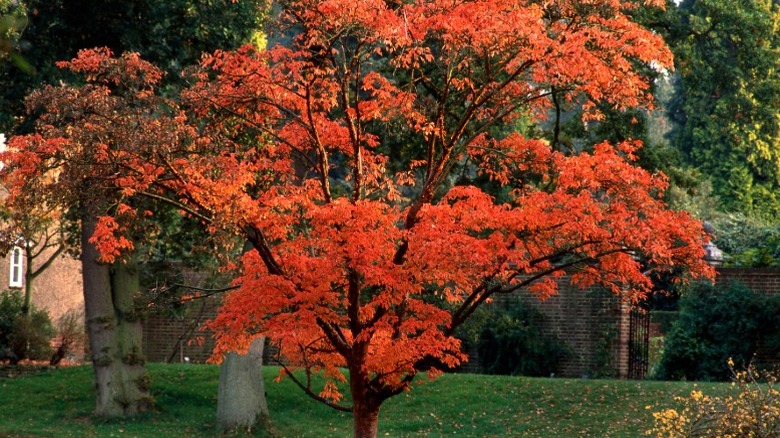 A small, vibrant paperbark maple tree