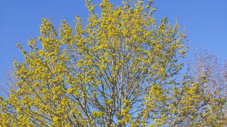 The canopy of a Rocky Mountain maple