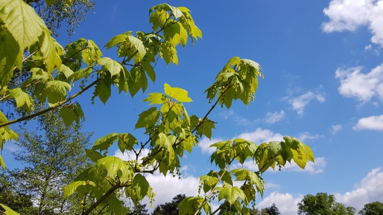 Branches of a striped maple against the sky