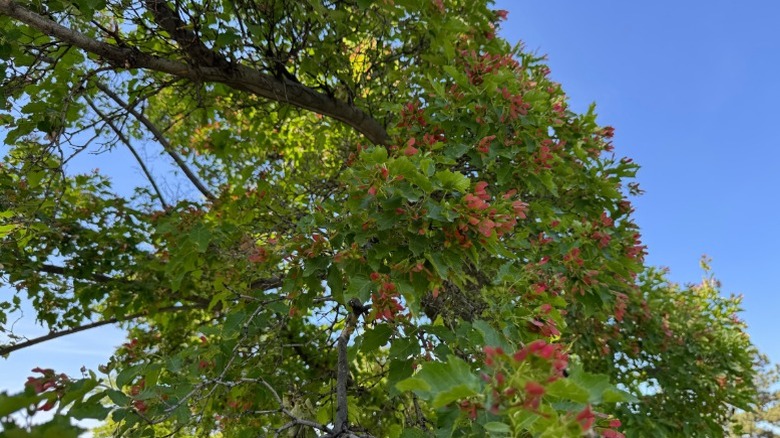 A closeup of a Tatarian maple branch