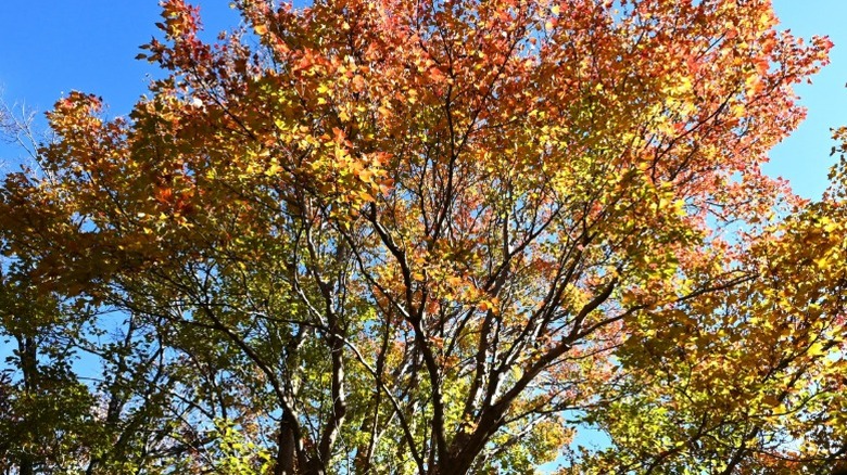 Trident maple canopy in autumn