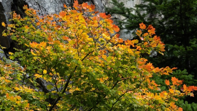 A vine leaf maple in autumn