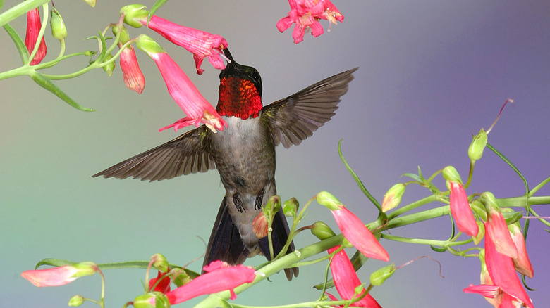 A hummingbird drinking nectar from a bearded penstemon flower