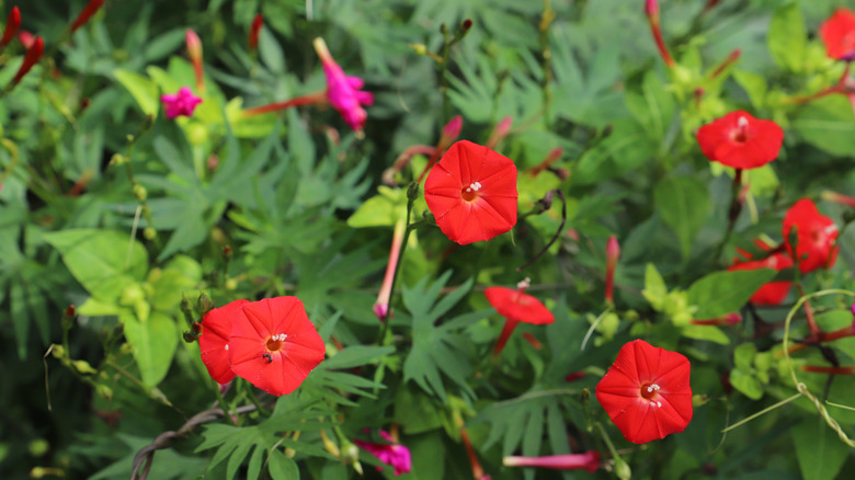Red flowers of cardinal climber blooming in garden