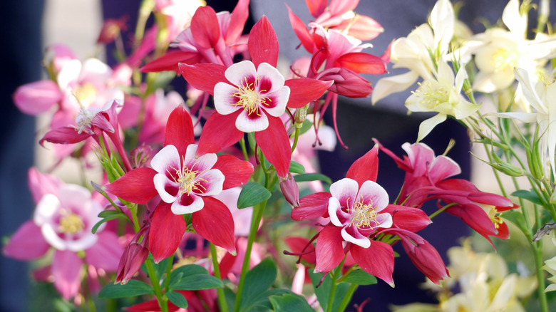 Red columbine flowers blooming in garden