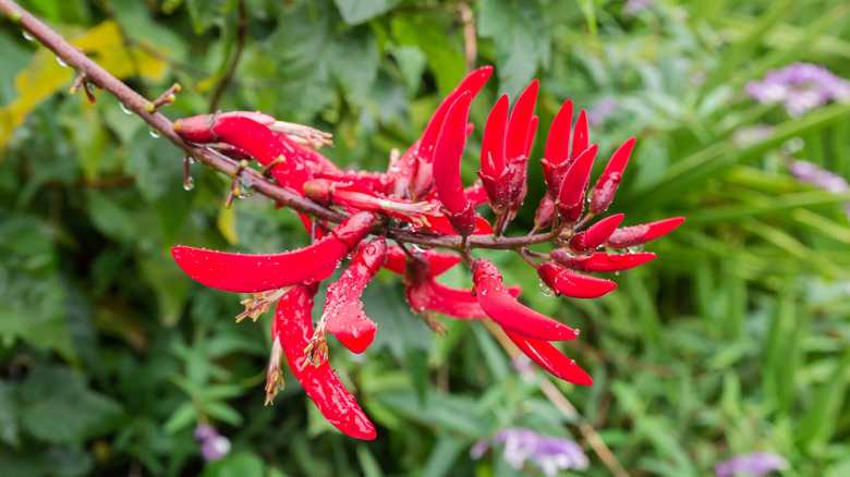 Red crescent moon flowers of coralbean