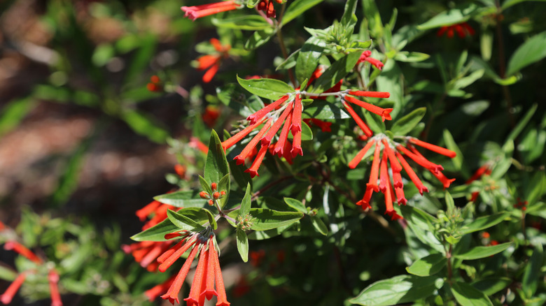 Red firecracker flowers growing in clumps