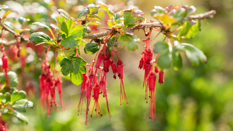 Red flowers of fuchsiaflower gooseberry hanging from a branch