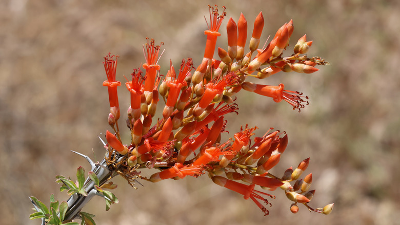 Red ocotillo flowers against a rocky background