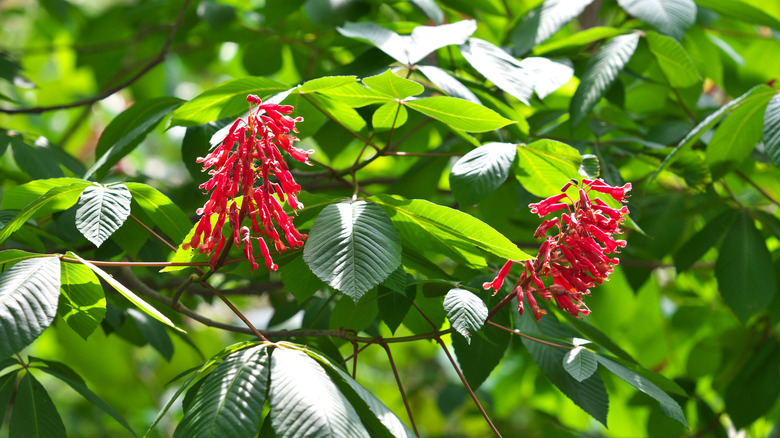 Tiny red flowers of red buckeye