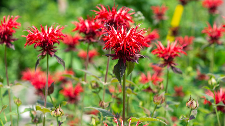Scarlet beebalm flowers under sunlight
