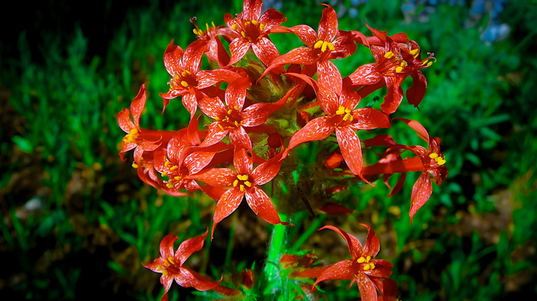 Bright red flowers of scarlet gilia in bloom