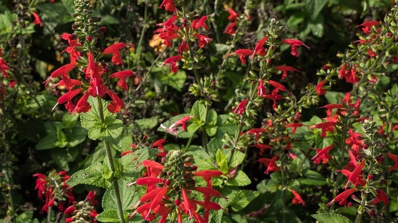 Red flowers of scarlet sage growing in garden