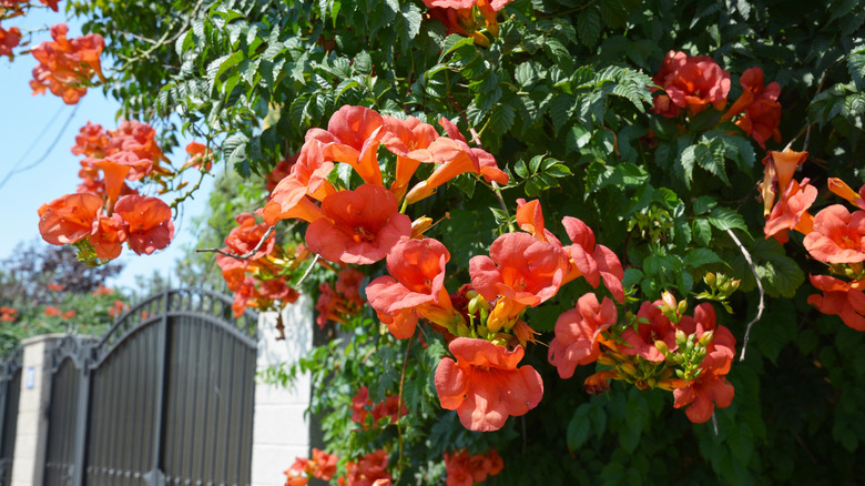 Orange-red flowers of trumpet creeper