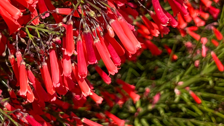 Red flowers of California fuchsia hanging from nodes