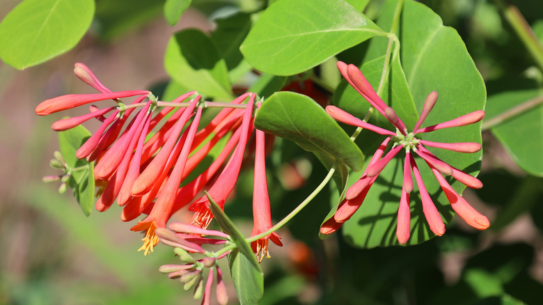 Red coral honeysuckle flowers under sunlight