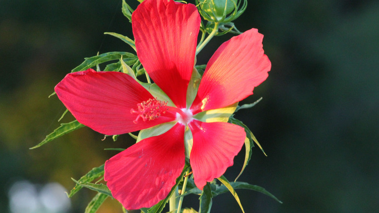 Closeup of a scarlet hibiscus flower