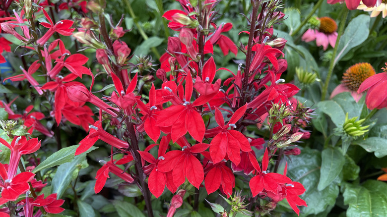 Dark red cardinal flowers in bloom