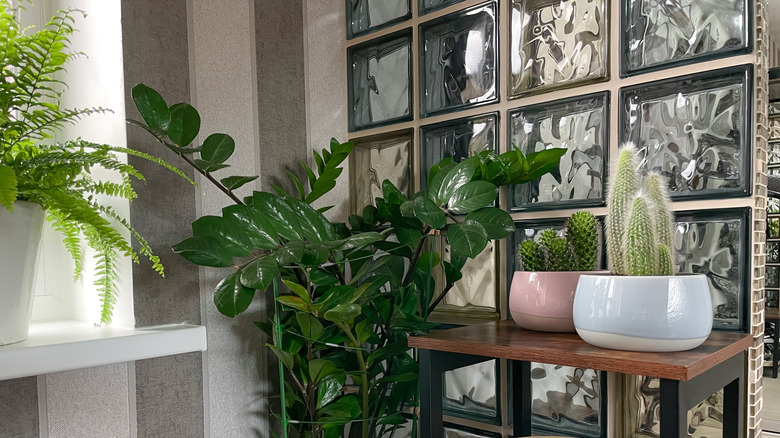 houseplants placed beside glass block wall