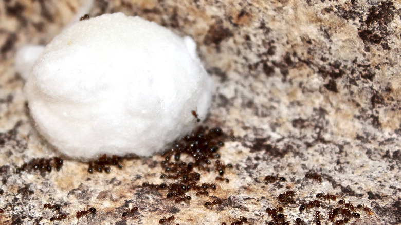 Ant bait station with boric acid