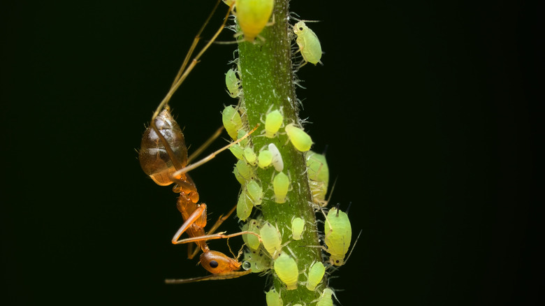 And farming aphids on a plant stem