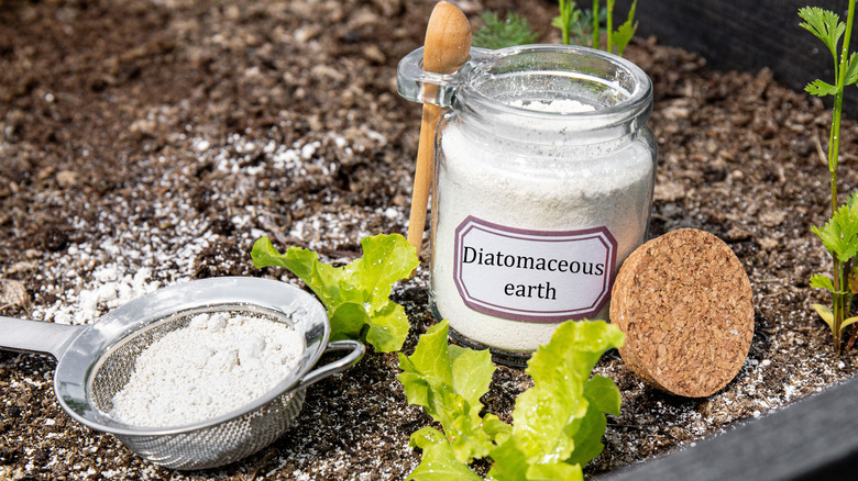 Diatomaceous earth in a jar in the garden