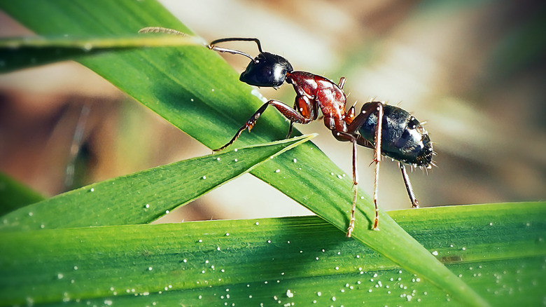 ant crawling on a flat narrow leaf