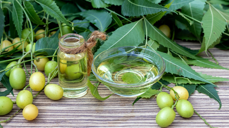 Neem oil and fruits on a bench.