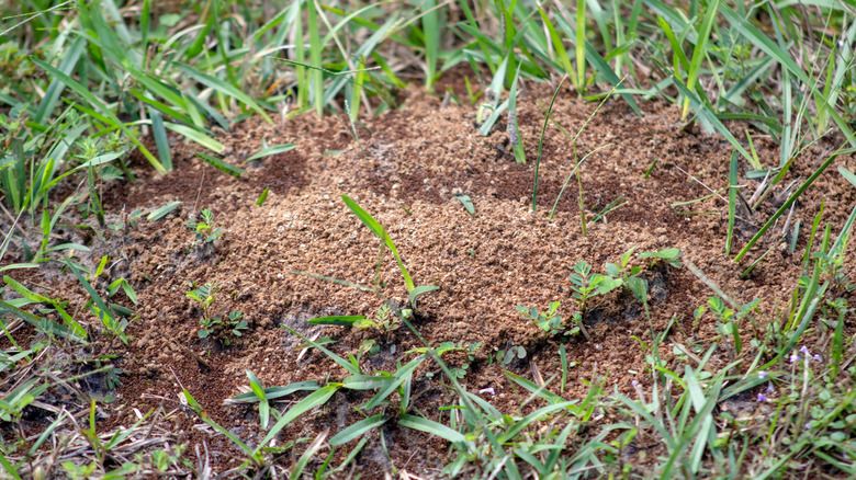 Ant nest in lawn