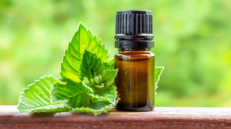 Peppermint oil in a bottle with a sprig of fresh peppermint