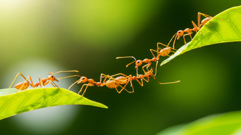 ants forming a bridge between leaves