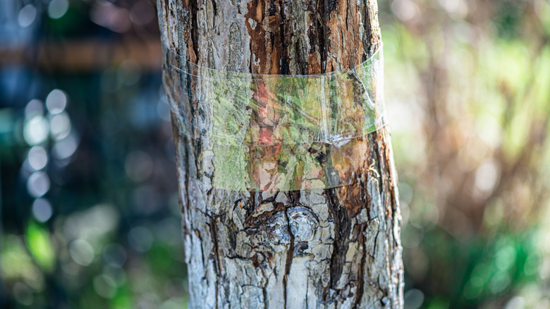 Clear tape around a tree acting as an insect barrier