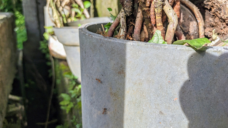 Ants on a plant pot